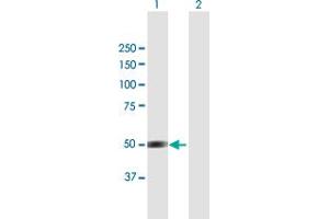 Western Blot analysis of BRUNOL4 expression in transfected 293T cell line by BRUNOL4 MaxPab polyclonal antibody. (CELF4 抗体  (AA 1-484))