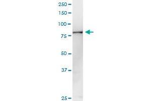 Western Blotting (WB) image for anti-Pantothenate Kinase 4 (PANK4) (AA 1-773) antibody (ABIN949435)