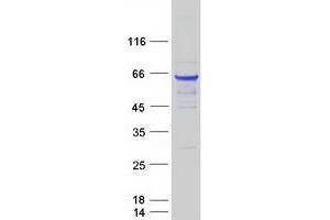 Western Blotting (WB) image for Beclin 1, Autophagy Related (BECN1) protein (Myc-DYKDDDDK Tag) (ABIN2715218)