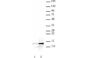Histone H4ac (pan-acetyl) antibody (pAb) tested by Western blot. (Histone H4 抗体  (N-Term))