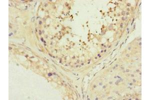 Immunohistochemistry of paraffin-embedded human testis tissue using ABIN7159966 at dilution of 1:100 (MFN1 抗体  (AA 622-741))