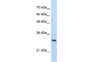 WB Suggested Anti-PSMA1 Antibody Titration:  0.
