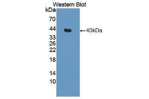 Western Blotting (WB) image for anti-Apolipoprotein H (Beta-2-Glycoprotein I) (APOH) (AA 21-345) antibody (ABIN1862198) (APOH 抗体  (AA 21-345))