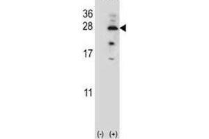 Western Blotting (WB) image for anti-Interleukin 17B (IL17B) (AA 39-66) antibody (ABIN3031458)