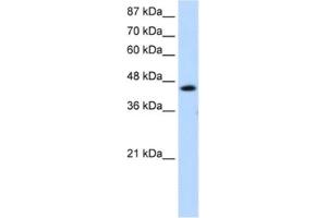 Western Blotting (WB) image for anti-General Transcription Factor IIH, Polypeptide 4, 52kDa (GTF2H4) antibody (ABIN2461634) (GTF2H4 抗体)