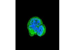 Confocal immunofluorescent analysis of AS Antibody (N-term) (ABIN390843 and ABIN2841069) with MCF-7 cell followed by Alexa Fluor® 488-conjugated goat anti-rabbit lgG (green). (ASPA 抗体  (N-Term))