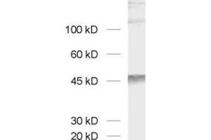 Western Blotting (WB) image for anti-Cell Adhesion Molecule 3 (CADM3) (AA 171-185) antibody (ABIN1742493) (CADM3 抗体  (AA 171-185))