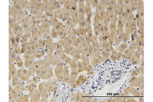 Immunostaining (ISt) image for anti-Cytochrome B5 Type A (Microsomal) (CYB5A) (AA 1-134) antibody (ABIN514807)