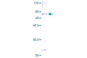 POLH Protein (AA 1-414) (GST tag)