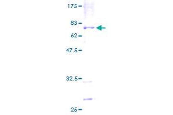 POLH Protein (AA 1-414) (GST tag)