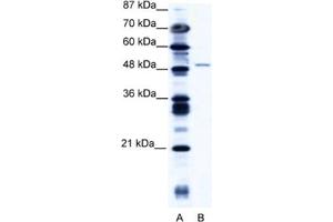 Western Blotting (WB) image for anti-Zinc Finger Protein 627 (ZNF627) antibody (ABIN2461058) (ZNF627 抗体)