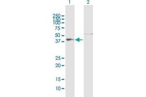 Western Blot analysis of FIGF expression in transfected 293T cell line by FIGF MaxPab polyclonal antibody. (VEGFD 抗体  (AA 1-354))