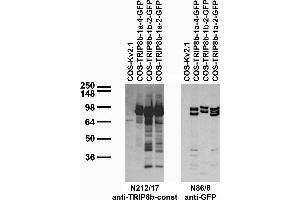 Transfected cell immunoblot: extracts of COS cells transiently transfected with GFP-tagged TRIP8b-1a-4, TRIP8b- 1b-2, TRIP8b-1a-2 and untagged Kv2. (Peroxisomal Biogenesis Factor 5-Like (PEX5L) (AA 1-192), (Constant Region) 抗体)