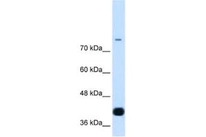 Western Blotting (WB) image for anti-MDS1 and EVI1 Complex Locus (MECOM) antibody (ABIN2460268) (MECOM 抗体)
