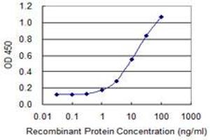 Detection limit for recombinant GST tagged ACOT7 is 0. (ACOT7 抗体  (AA 1-338))