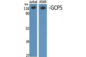 Western Blot (WB) analysis of different cells using GCP5 Polyclonal Antibody. (TUBGCP5 抗体  (Internal Region))