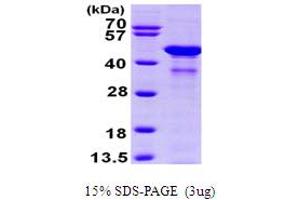 GLUL Protein (AA 1-373) (His tag)