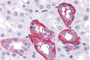 ABIN190762 (5µg/ml) staining of paraffin embedded Human Kidney.