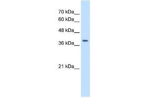STRAP antibody used at 2.
