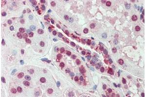 Anti-SLC44A2 antibody  ABIN960812 IHC staining of human kidney. (SLC44A2 抗体  (Internal Region))
