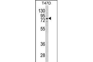 Western blot analysis of LTA4H Antibody (Center) (ABIN650745 and ABIN2839464) in T47D cell line lysates (35 μg/lane). (LTA4H 抗体  (AA 163-191))