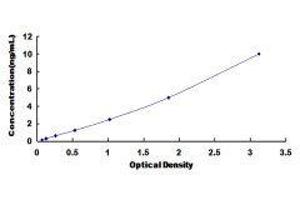 FYN Oncogene Related To SRC, FGR, YES (FYN) ELISA Kit