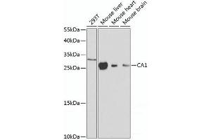 Western blot analysis of extracts of various cell lines using CA1 Polyclonal Antibody at dilution of 1:1000. (CA1 抗体)