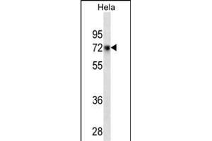 CD55 Antibody (ABIN1539953 and ABIN2843875) western blot analysis in Hela cell line lysates (35 μg/lane). (CD55 抗体  (AA 51-79))