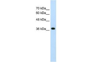WB Suggested Anti-LONRF1 Antibody Titration:  2. (LONRF1 抗体  (N-Term))