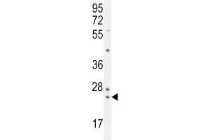PAUF antibody western blot analysis in K562 lysate. (ZG16B 抗体  (AA 109-137))
