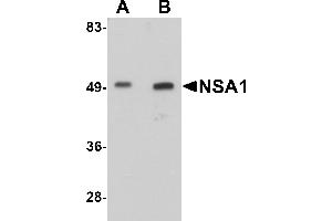 Western Blotting (WB) image for anti-Nsa1p (NSA1) (C-Term) antibody (ABIN1030550) (Nsa1p (NSA1) (C-Term) 抗体)