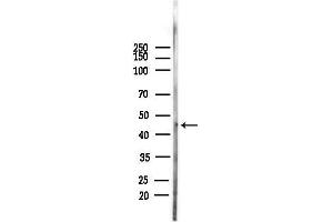 Western blot analysis of lysates from Mouse testis, using ISL2 Antibody at 1/1000 dilution.
