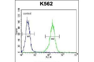 Flow cytometric analysis of K562 cells (right histogram) compared to a negative control cell (left histogram). (NKAIN1 抗体  (C-Term))