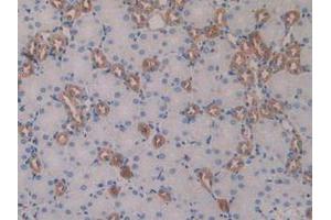 IHC-P analysis of Mouse Kidney Tissue, with DAB staining. (GDF15 抗体  (AA 193-296))