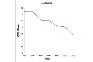 Antigen: 0. (CDC25B 抗体  (pSer149))