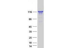 Validation with Western Blot (UNC13D Protein (Myc-DYKDDDDK Tag))