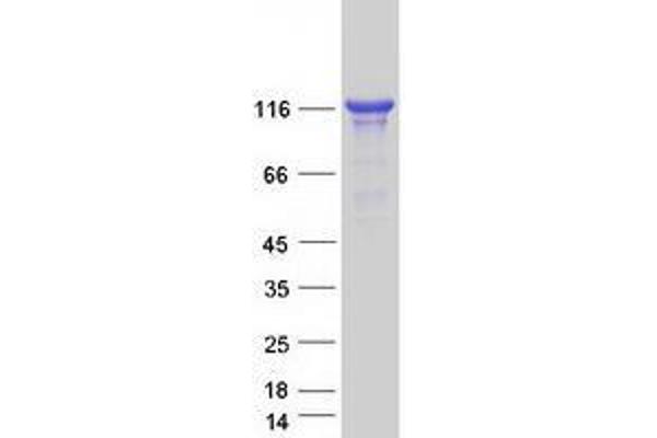 UNC13D Protein (Myc-DYKDDDDK Tag)
