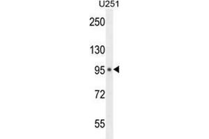 Western blot analysis in U251 cell line lysates (35ug/lane) using MICAL-like protein 1  Antibody . (MICAL-Like 1 抗体  (C-Term))