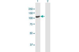 Western Blot analysis of UNC13D expression in transfected 293T cell line by UNC13D MaxPab polyclonal antibody. (UNC13D 抗体  (AA 1-1090))