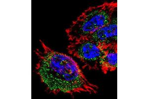 Immunofluorescence (IF) image for anti-Mitochondrial Ribosomal Protein L28 (MRPL28) antibody (ABIN3000729) (MRPL28 抗体)