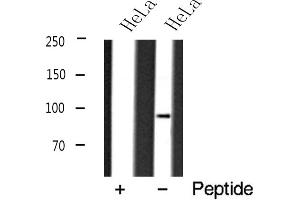Western blot analysis of DNMT3B expression in HeLa cell lysate (DNMT3B 抗体  (N-Term))