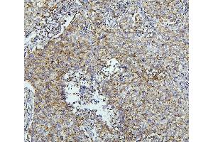IHC analysis of TXN2 using anti-TXN2 antibody (ABIN7602150).