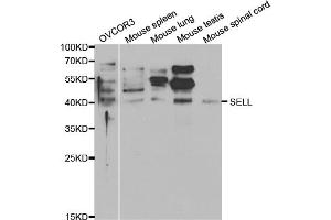 Western blot analysis of extracts of various cell lines, using SELL antibody (ABIN5970793) at 1/1000 dilution. (L-Selectin 抗体)