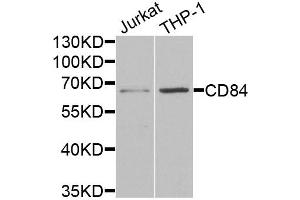 Western blot analysis of extracts of various cell lines, using CD84 antibody (ABIN5973833) at 1/1000 dilution. (CD84 抗体)