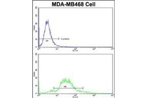 Flow Cytometry (FACS) image for anti-Transgelin (TAGLN) (AA 24-51), (N-Term) antibody (ABIN390626)