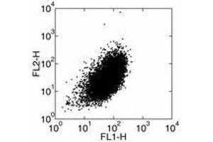 Image no. 1 for anti-Interleukin 1 alpha (IL1A) antibody (FITC) (ABIN473783) (IL1A 抗体  (FITC))