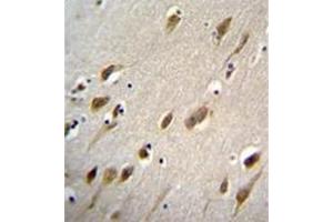 Immunohistochemistry analysis in formalin fixed and paraffin embedded human brain tissue reacted with HARB1 Antibody (N-term) followed by peroxidase conjugation of the secondary antibody and DAB staining. (HARBI1 抗体  (N-Term))