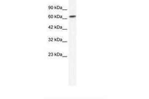 Image no. 1 for anti-gamma-aminobutyric Acid (GABA) A Receptor, beta 2 (GABRB2) (N-Term) antibody (ABIN202695) (GABRB2 抗体  (N-Term))