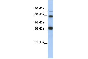 WB Suggested Anti-NRF1 Antibody Titration:  0. (NRF1 抗体  (N-Term))