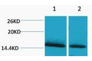 Western Blotting (WB) image for anti-Histone H1 (meLys25) antibody (ABIN3181326) (Histone H1 抗体  (meLys25))